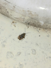 Polymerus