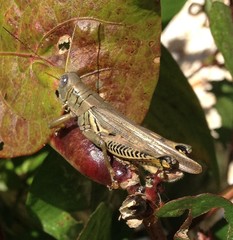 Melanoplus differentialis