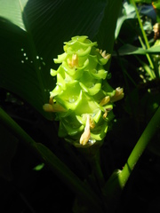 Goeppertia cylindrica