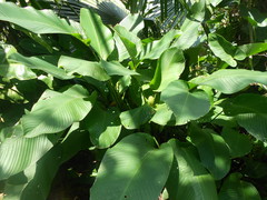Goeppertia cylindrica