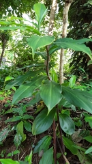 Costus woodsonii