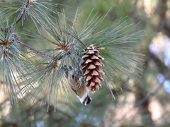 Sitta canadensis