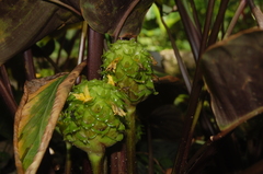 Goeppertia grazielae