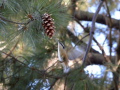 Sitta canadensis