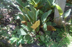 Goeppertia grazielae