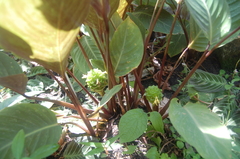 Goeppertia grazielae