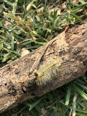 Acronicta americana
