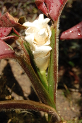 Goeppertia leucostachys