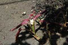 Goeppertia leucostachys