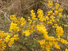 Acacia cultriformis