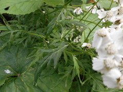 Achillea macrophylla