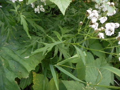 Achillea macrophylla