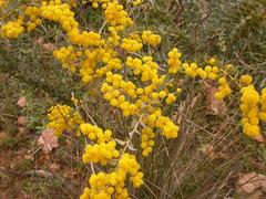 Acacia cultriformis