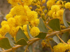 Acacia cultriformis