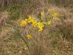Acacia cultriformis