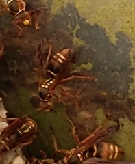 Polistes snelleni