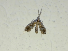 Lineodes