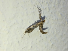 Lineodes
