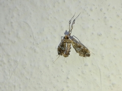 Lineodes