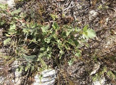 Pelargonium betulinum