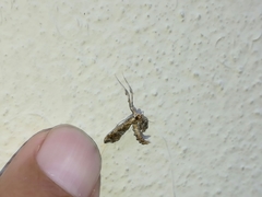 Lineodes