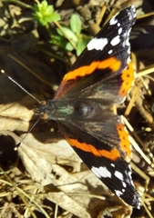 Vanessa atalanta atalanta