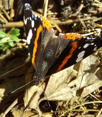 Vanessa atalanta atalanta