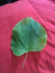Tilia americana americana