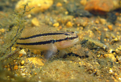 Tridentiger trigonocephalus