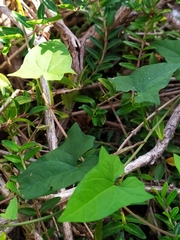 Calystegia silvatica