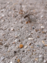 Araneus diadematus