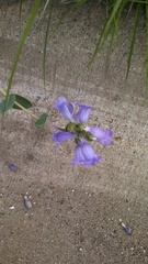 Penstemon grandiflorus
