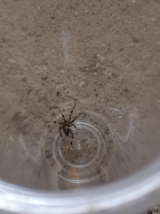 Araneus diadematus