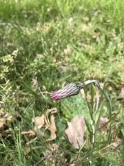 Chaptalia arechavaletae