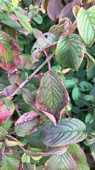 Viburnum plicatum