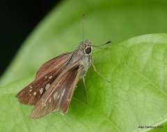 Pelopidas assamensis