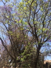 Jacaranda mimosifolia