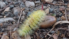 Calliteara pudibunda