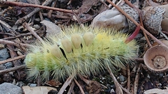 Calliteara pudibunda