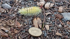 Calliteara pudibunda