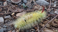 Calliteara pudibunda