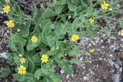 Othonna perfoliata