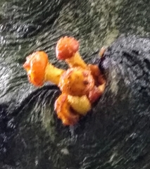 Pholiota aurivella
