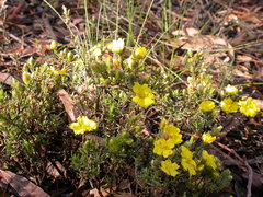 Hibbertia calycina
