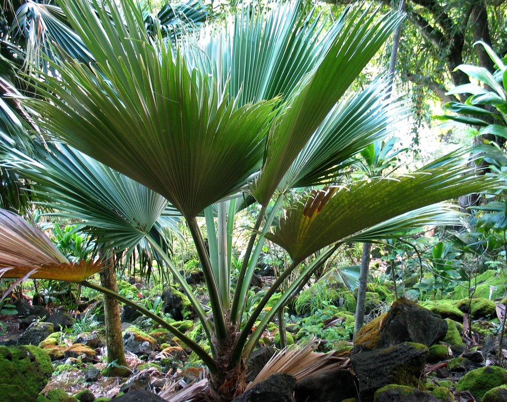 Pritchardia kahukuensis