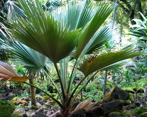 Pritchardia kahukuensis