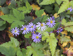 Aster microcephalus