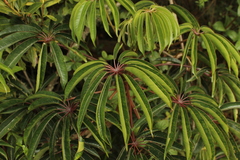 Sciodaphyllum bogotense