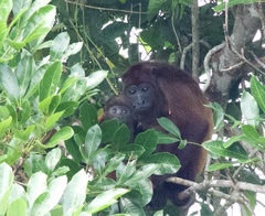 Alouatta macconnelli
