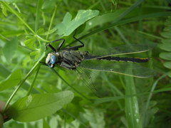 Arigomphus